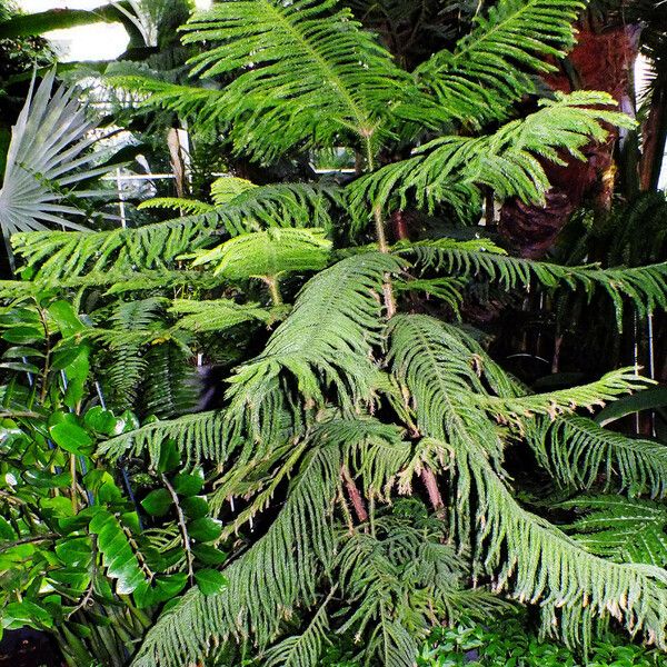 Araucaria columnaris ശീലം