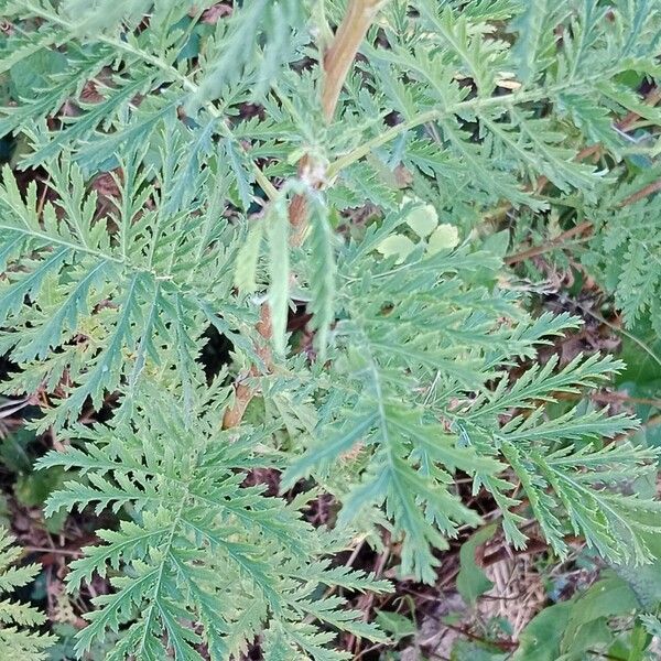 Tanacetum vulgare Frunză