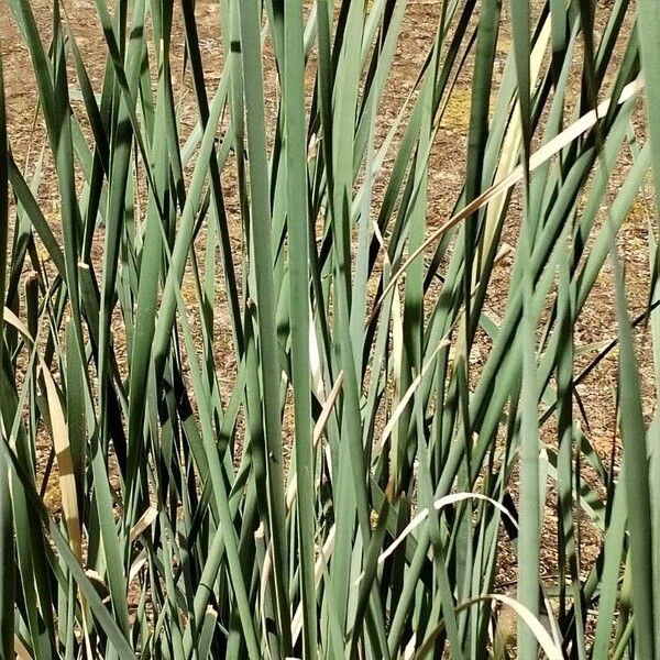 Typha domingensis 叶