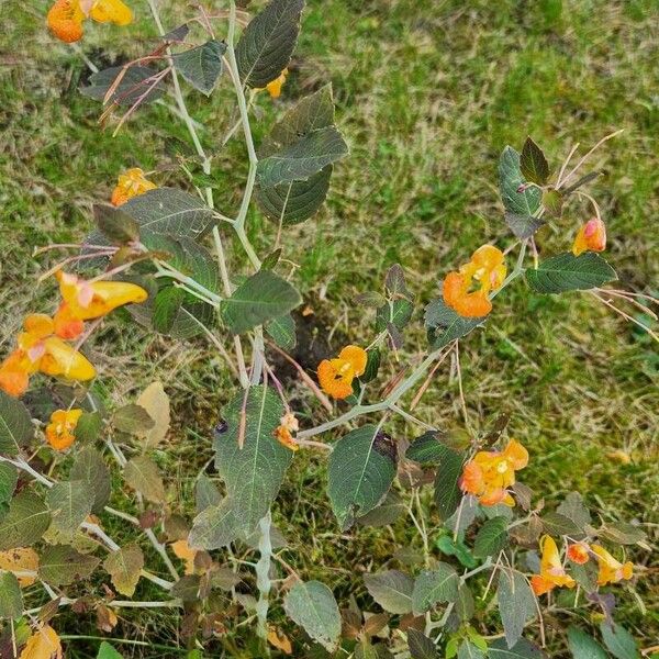 Impatiens capensis Blüte