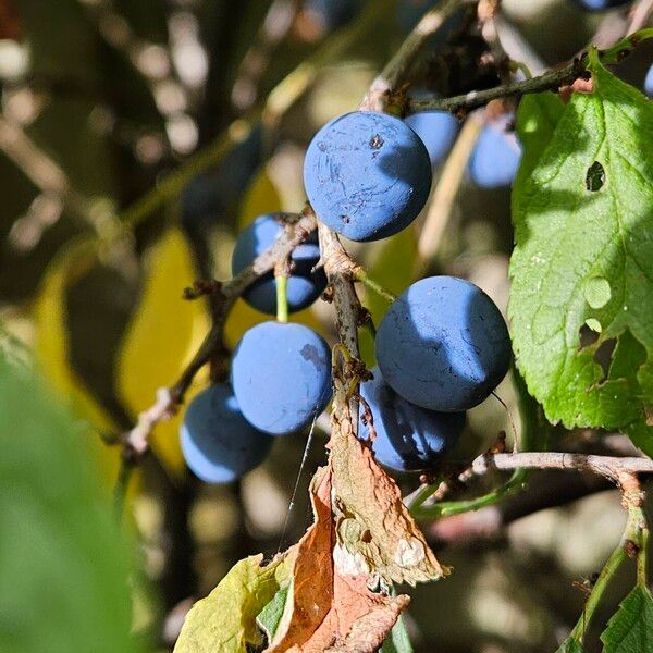 Prunus × fruticans Fruit