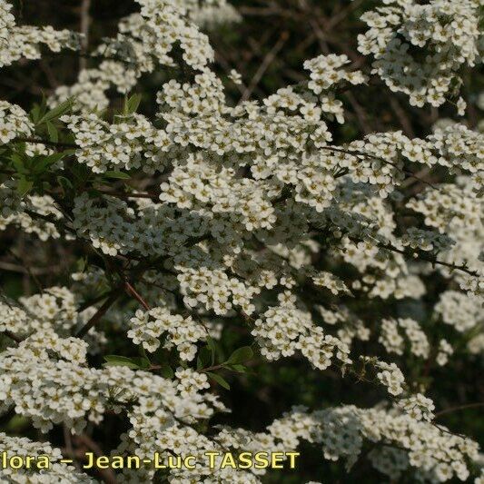 Spiraea media 其他