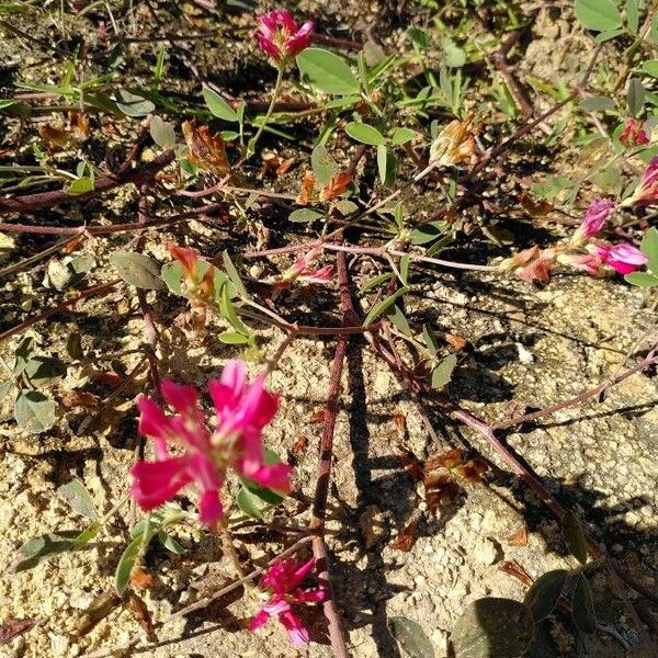 Sulla coronaria പുഷ്പം