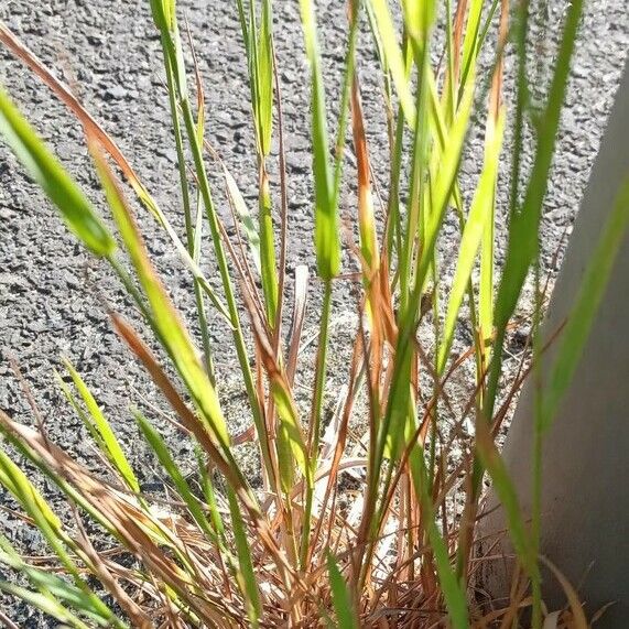 Agrostis capillaris 葉