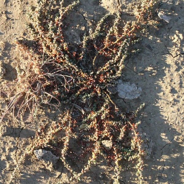 Polygonum plebeium Habit