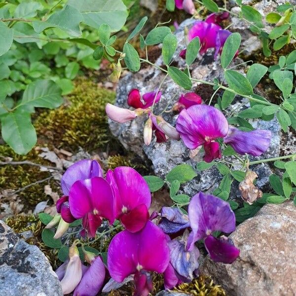 Lathyrus odoratus फूल