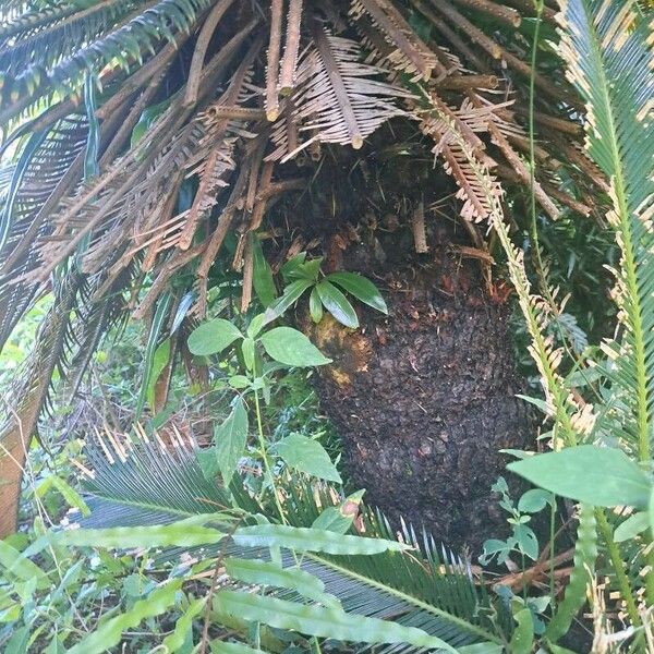 Cycas revoluta Koor