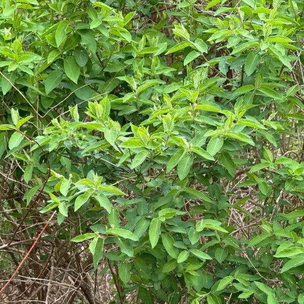 Lonicera morrowii Leaf