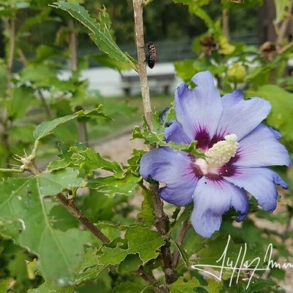 Hibiscus syriacus 花