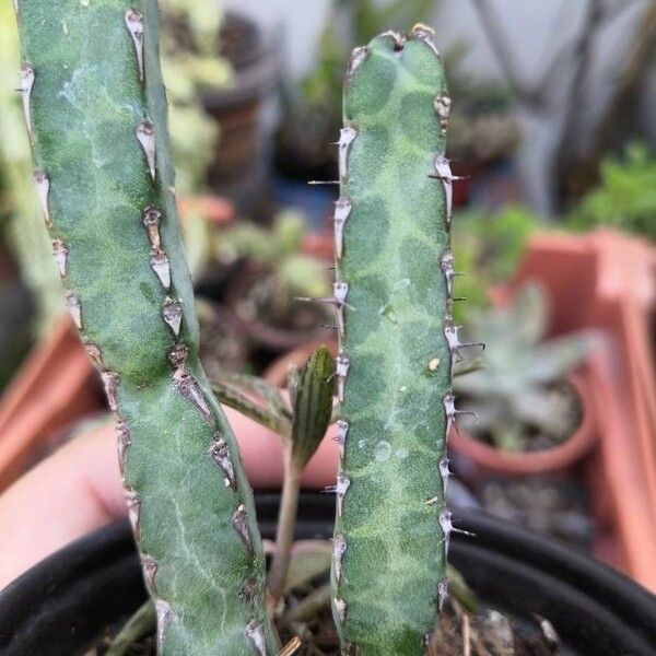 Euphorbia heterochroma