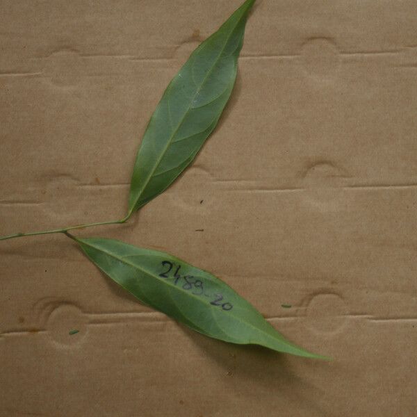 Leonia glycycarpa Leaf