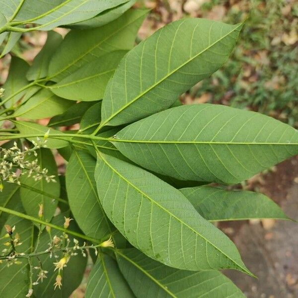 Hevea brasiliensis Leaf