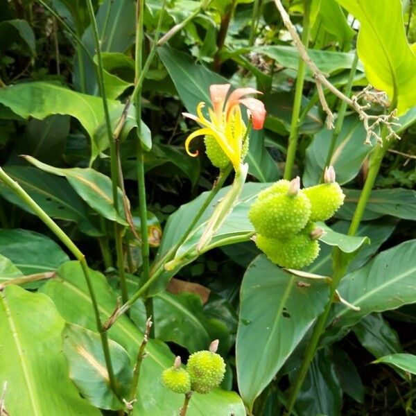 Canna glauca Цвят