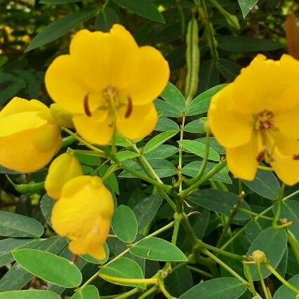 Senna occidentalis 花