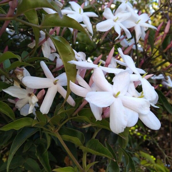 Jasminum officinale Flower