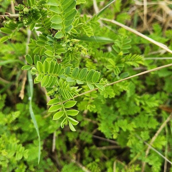 Ormocarpum kirkii पत्ता