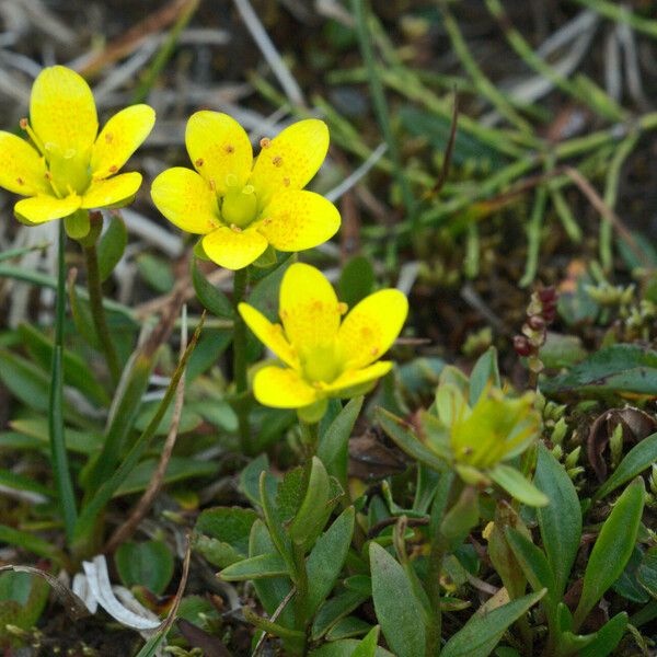 Saxifraga hirculus ᱛᱟᱦᱮᱸ