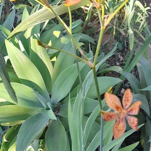 Iris domestica Hàbitat