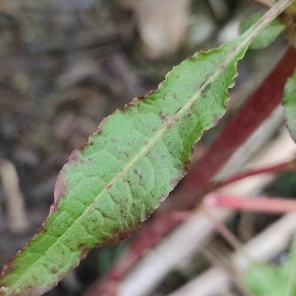 Rumex conglomeratus Leaf
