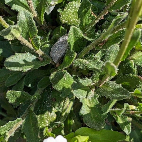 Arabis collina Ліст