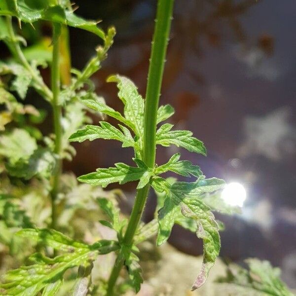 Verbena officinalis Leaf