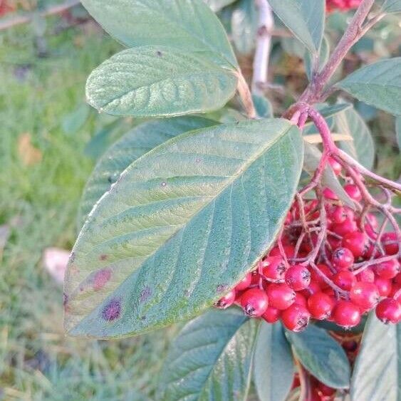 Cotoneaster coriaceus 叶