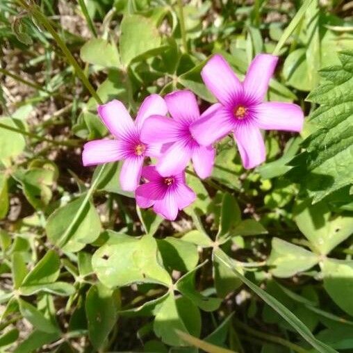 Oxalis articulata Blüte