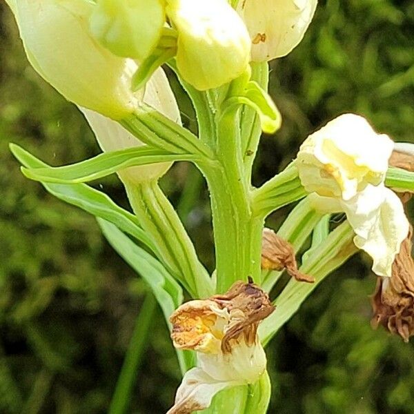 Cephalanthera damasonium Blomma