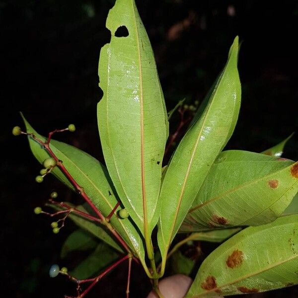 Miconia poeppigii Leaf