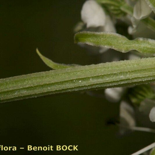 Pleurospermum austriacum Folha
