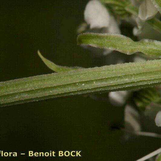 Pleurospermum austriacum 叶