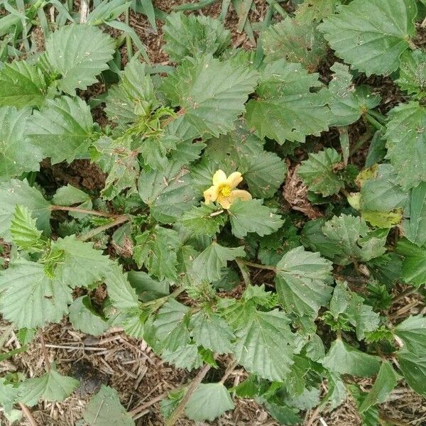 Malvastrum coromandelianum Floare