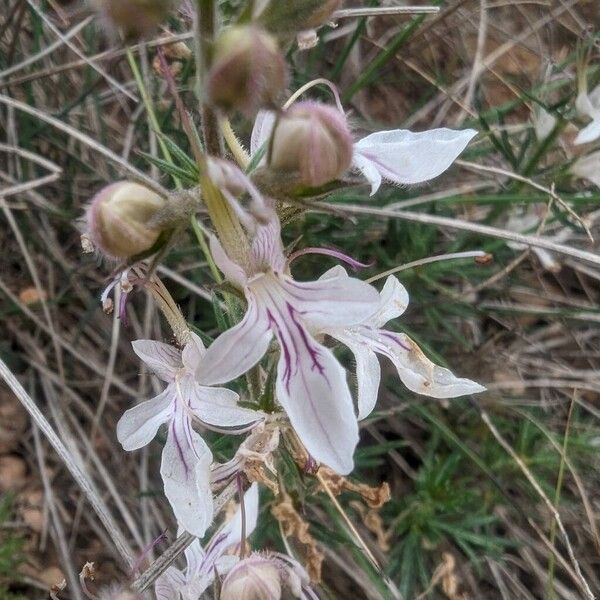 Teucrium pseudochamaepitys Flower