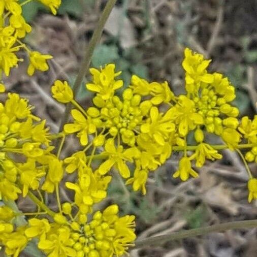 Isatis tinctoria Õis