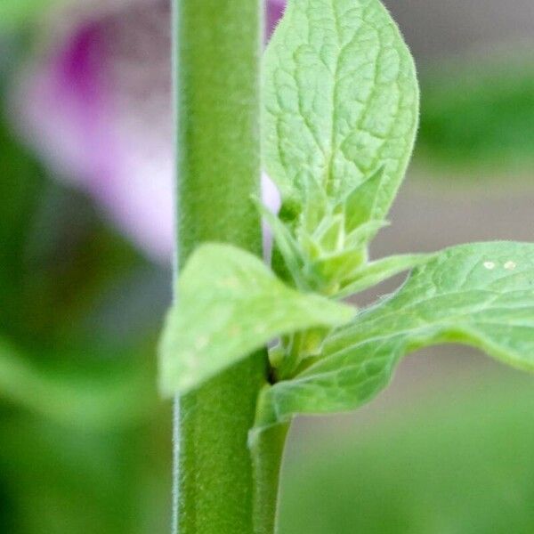 Digitalis purpurea पत्ता