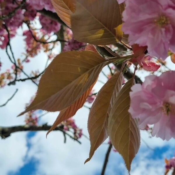 Prunus serrulata Blad