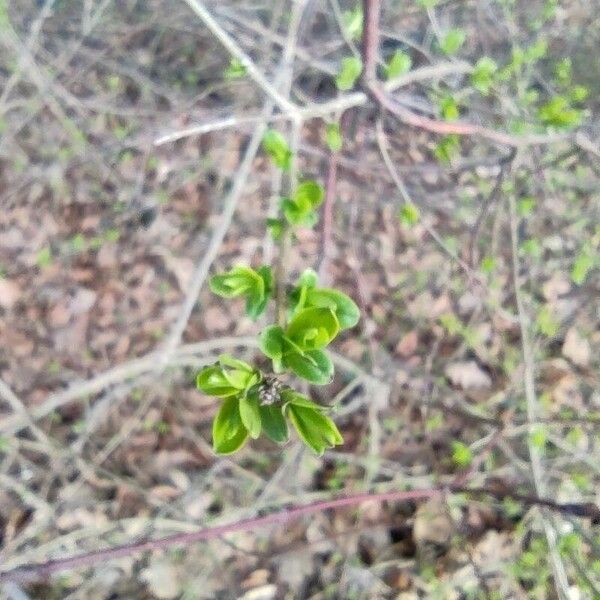 Ligustrum vulgare Φύλλο