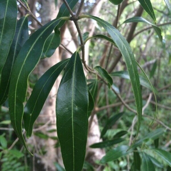 Olea lancea Blad