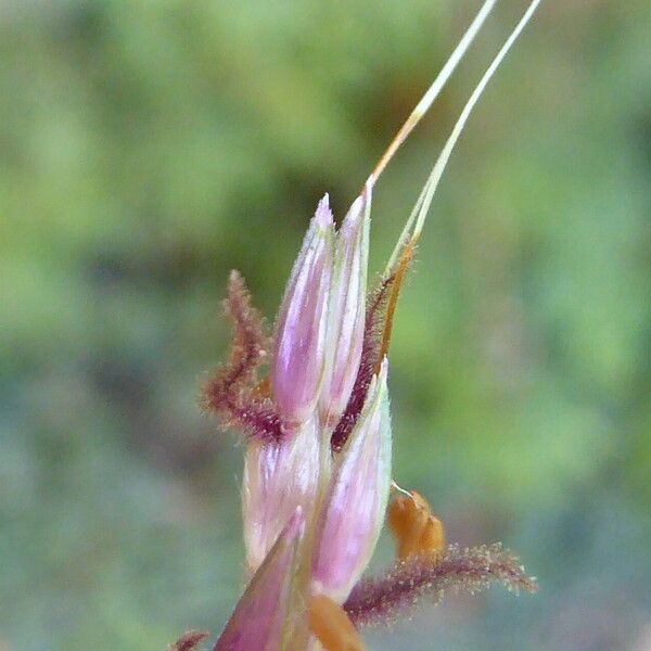 Phragmites australis Kwiat