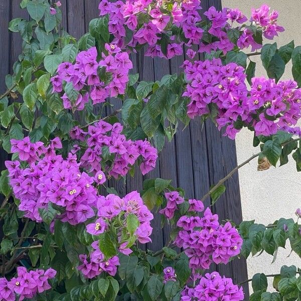 Bougainvillea glabra Õis