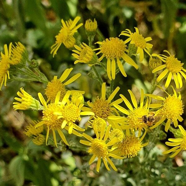 Jacobaea erucifolia Flor