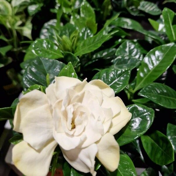 Gardenia jasminoides Fiore