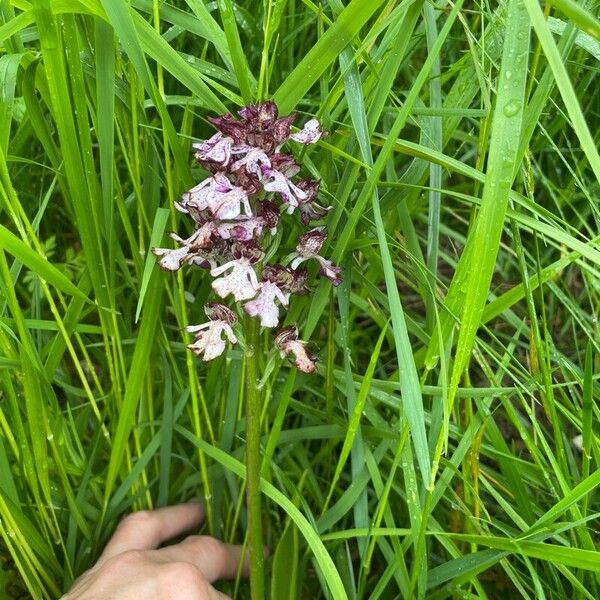 Orchis purpurea Floare