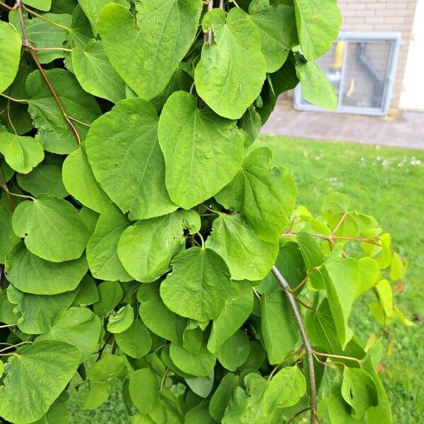 Cercidiphyllum japonicum Hoja