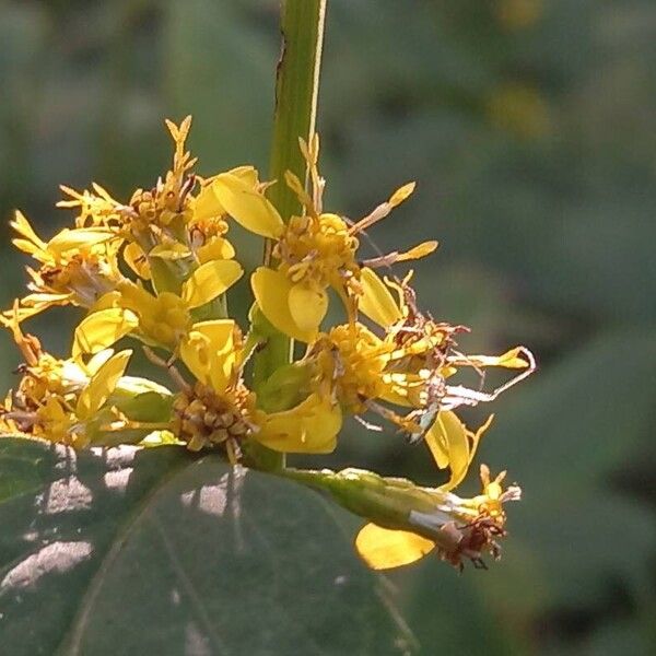 Solidago flexicaulis ফুল