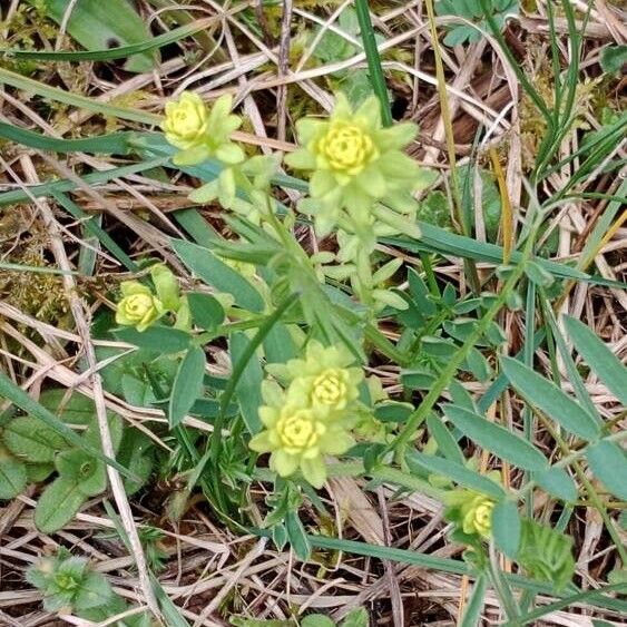 Euphorbia cyparissias Облик