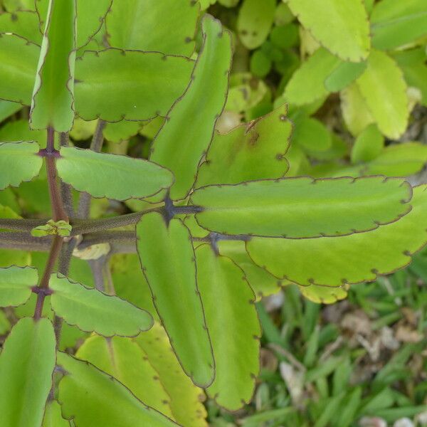 Bryophyllum pinnatum Egyéb