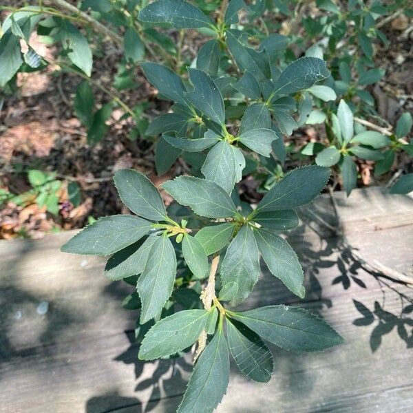 Forsythia viridissima List