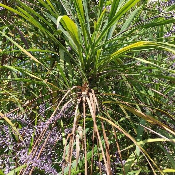 Cordyline stricta Folla