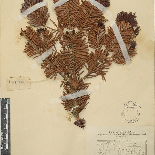 Abies spectabilis List